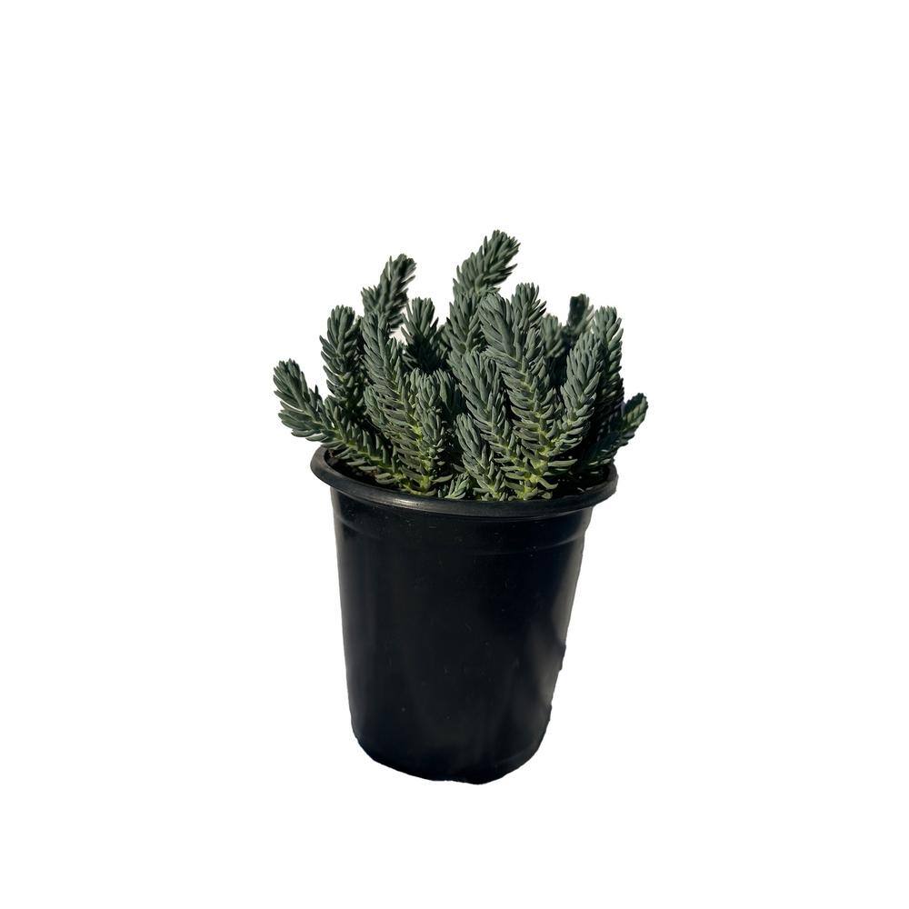 Cesicia Blue Spruce Stonecrop Plants in Separate in Pots (5-Pack) W-FXO-89