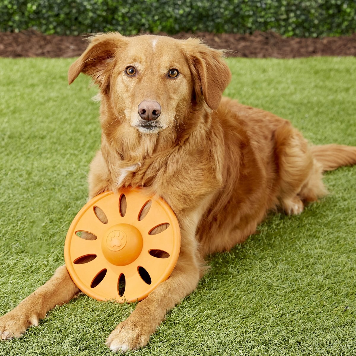 JW Pet Whirlwheel Flying Disk Dog Toy， Color Varies