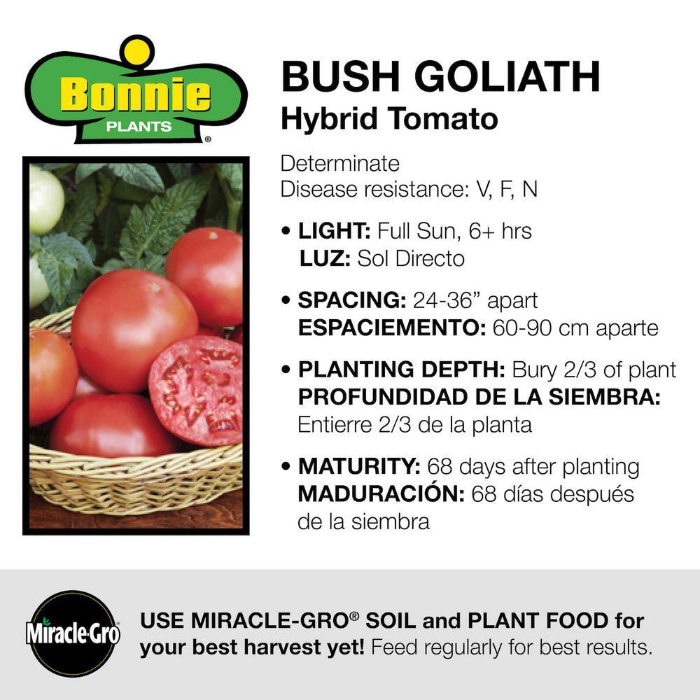 Bonnie Plants 19 oz. Goliath Tomato Bush Plant 1003800470