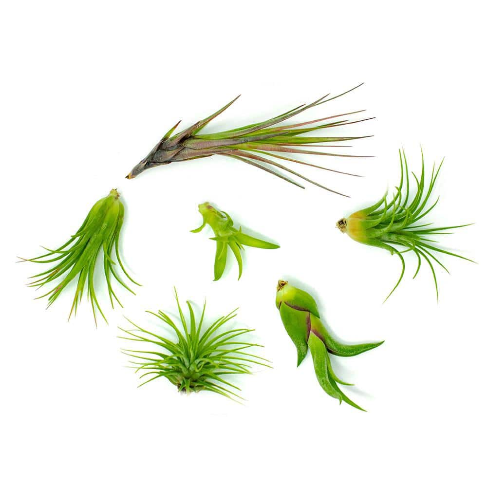 ALTMAN PLANTS Air Plants Assorted (6-Pack) 0881174