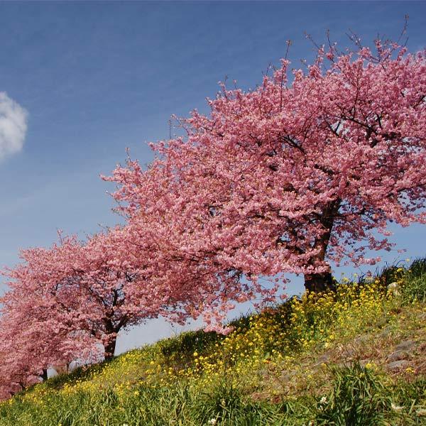 Kwanzan Cherry Tree