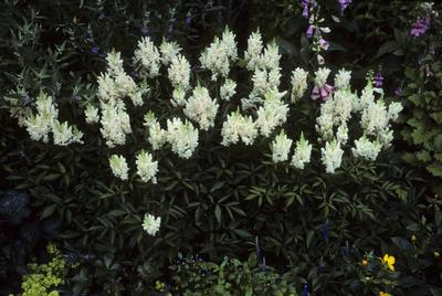 Astilbe X Arendsii Gladstone, False Spirea