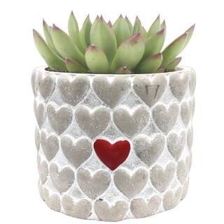 Costa Farms Echeveria Indoor Succulent Plant in 4 in. Decor Planter Avg. Shipping Height 4 in. Tall 4SUCECHMASONSEB