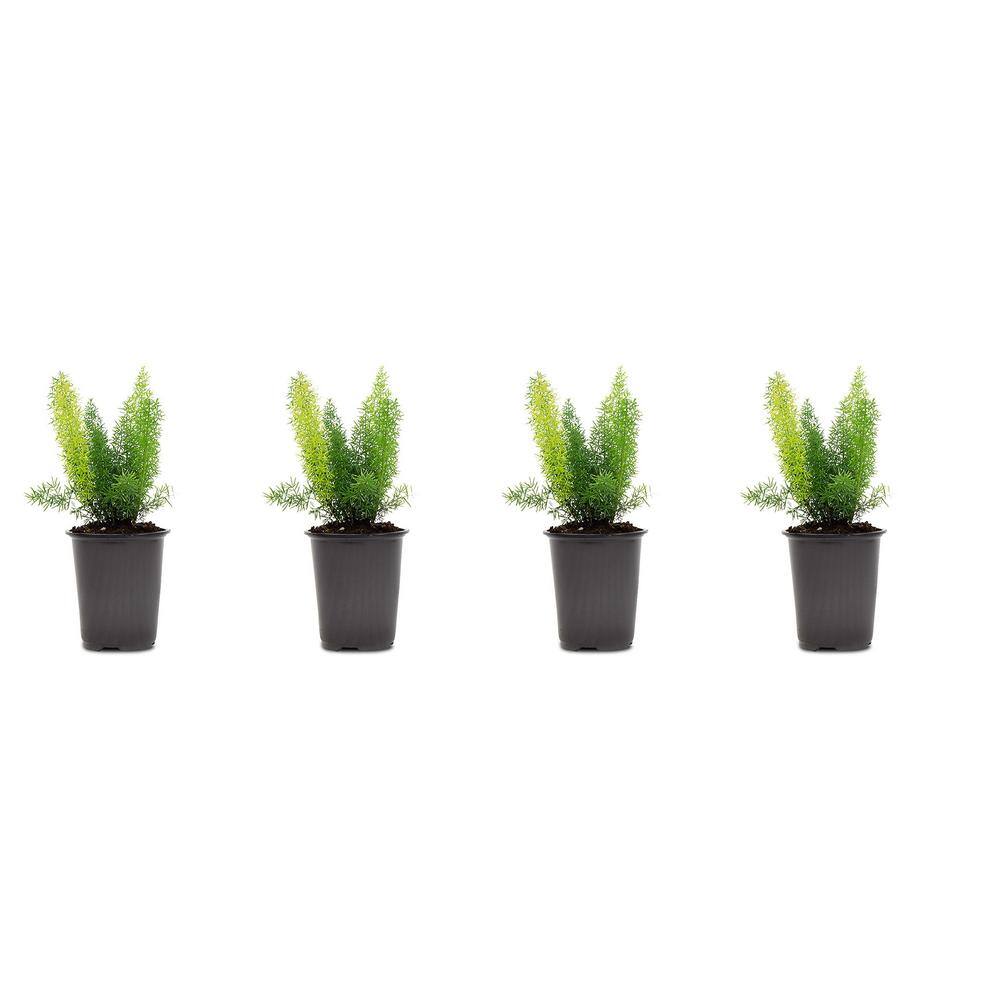 Pure Beauty Farms 1.38-Pint Foxtail Fern in 4.5 in. Grower's Pot (4-Pack) DC45FERNFOX4