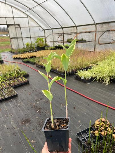 Japanese Solomon's Seal - Variegatum- Polygonatum multiflorum - Shade - 4