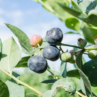 1 Gal. Cross Pollinating Blueberry Plants Pack (3-Pack) THD00613