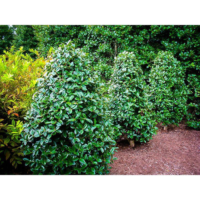 7 Gal. Oakland Holly Evergreen Tree HOLLAN07G
