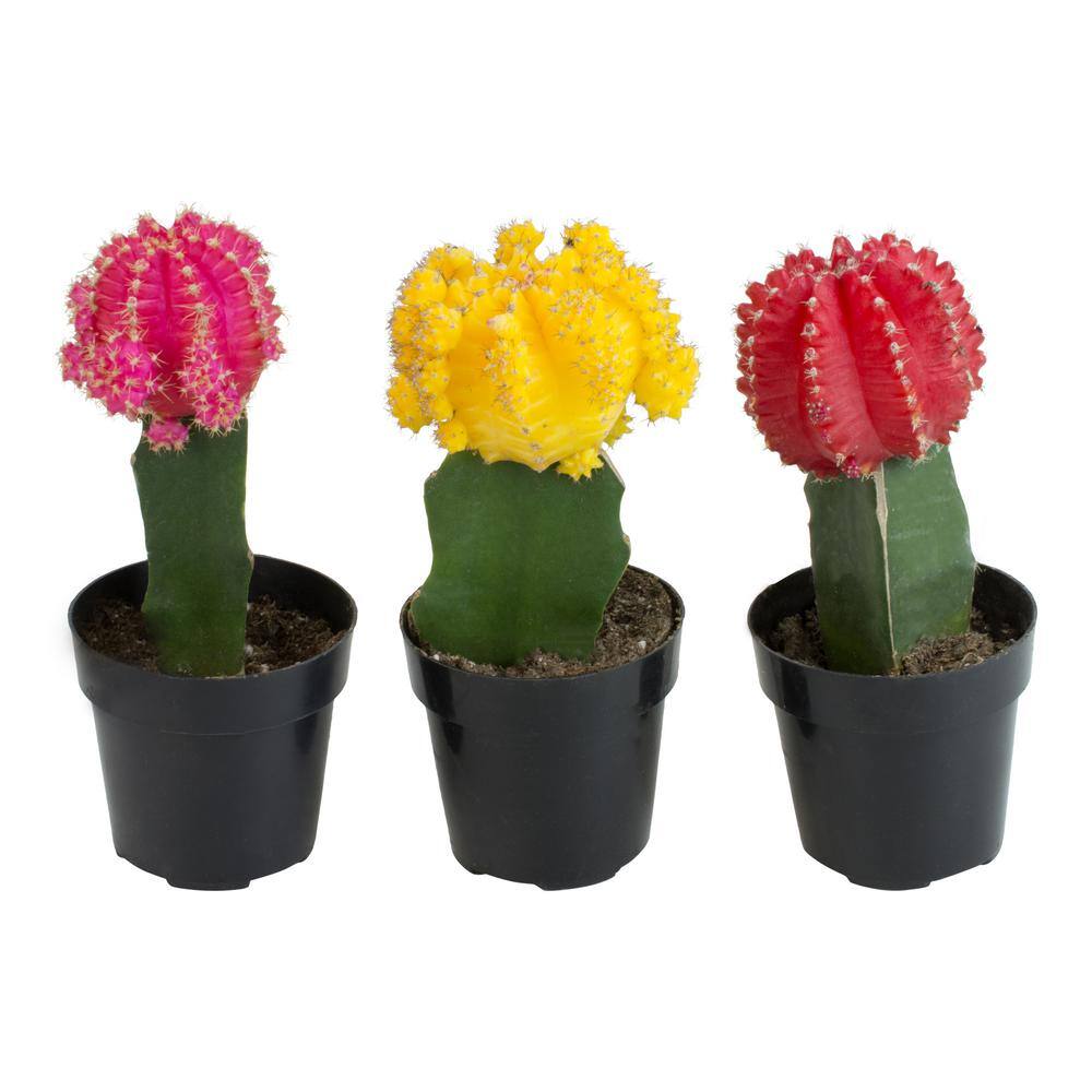 SMART PLANET 2.5 in. Assorted Grafted Cactus (3-Pack) 0881022