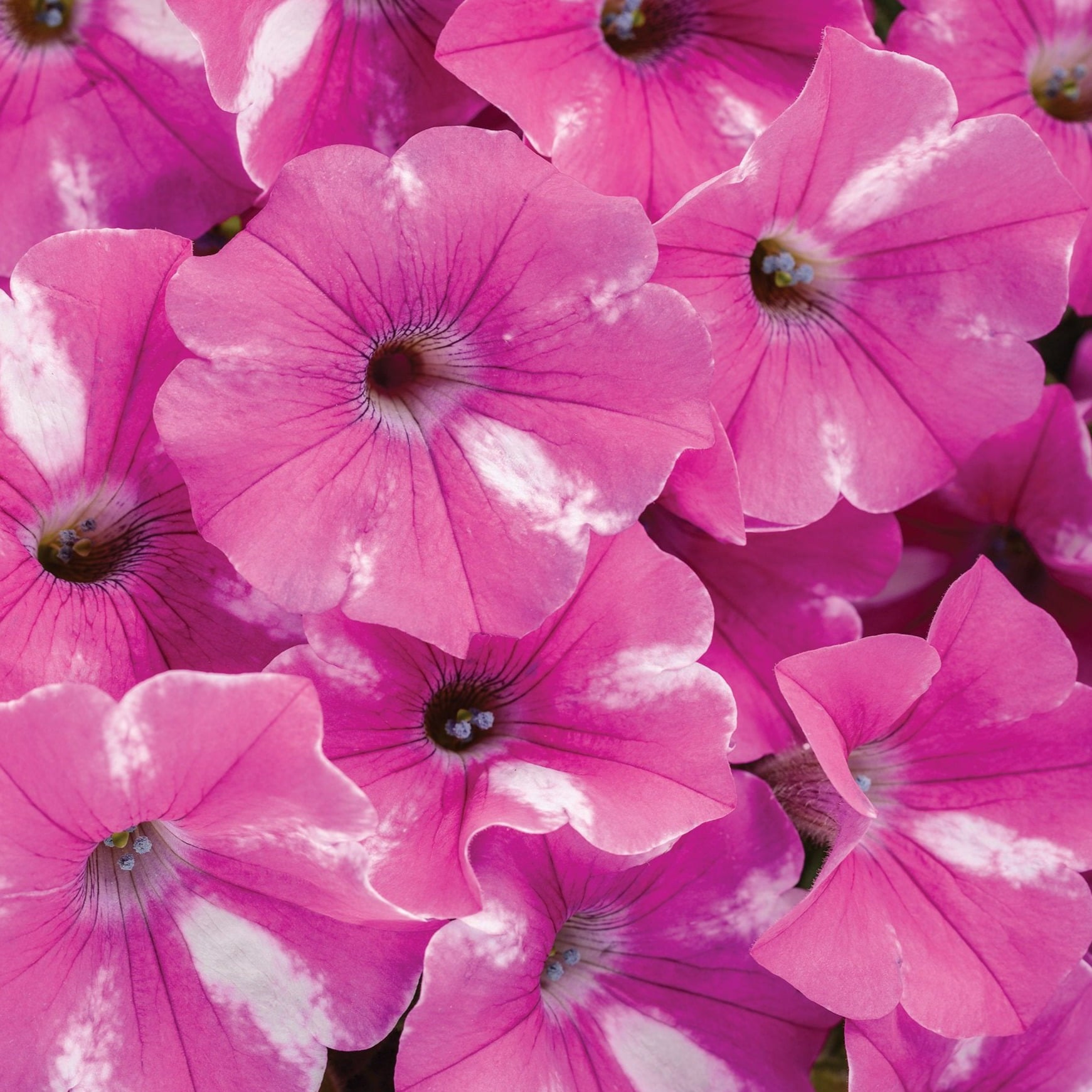 4.25 in. Eco+Grande， Supertunia Raspberry Rush (Petunia) Live Plant， Raspberry Pink and White Flowers (4-Pack)