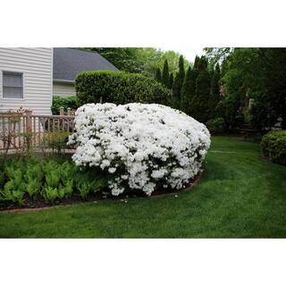 BELL NURSERY 1 Gal. Delaware Valley White Azalea Live Flowering Evergreen Shrub White Flowers AZLEA1DEL1PK