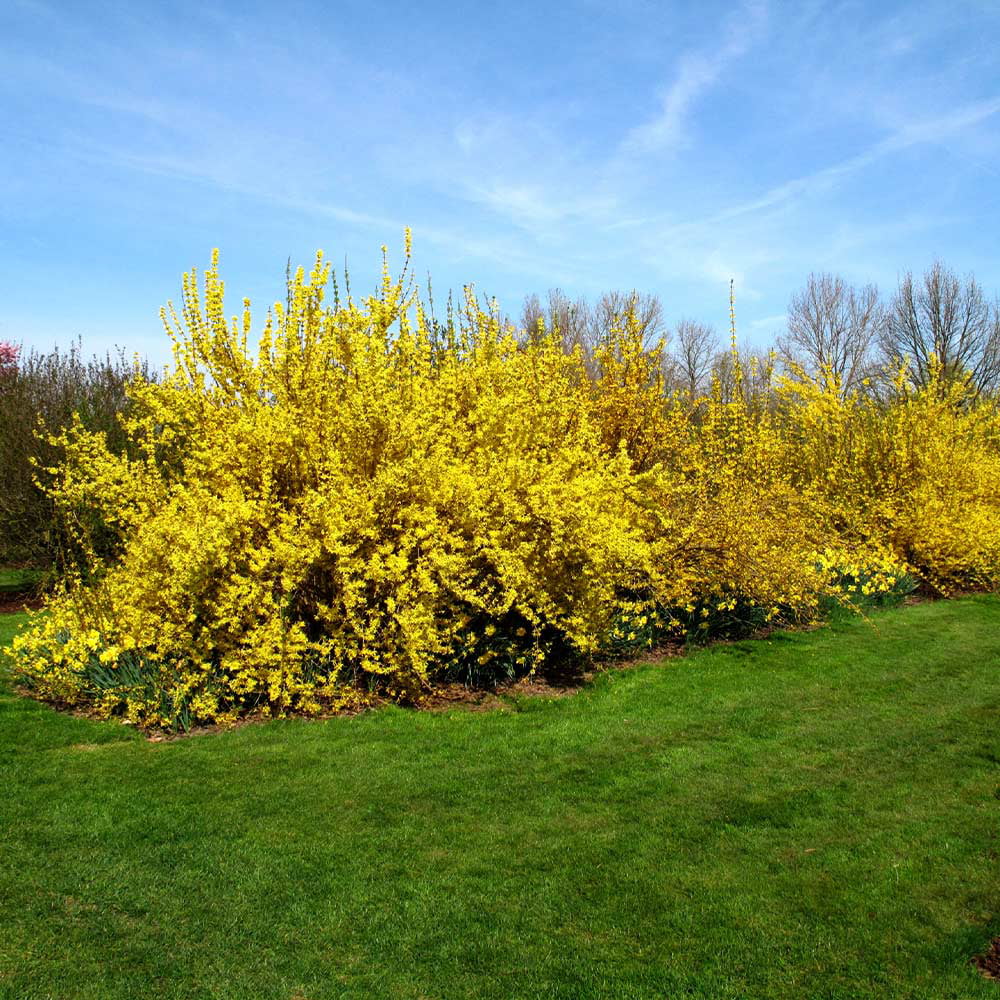 Lynwood Gold Forsythia Shrub - Full to Partial Sunlight