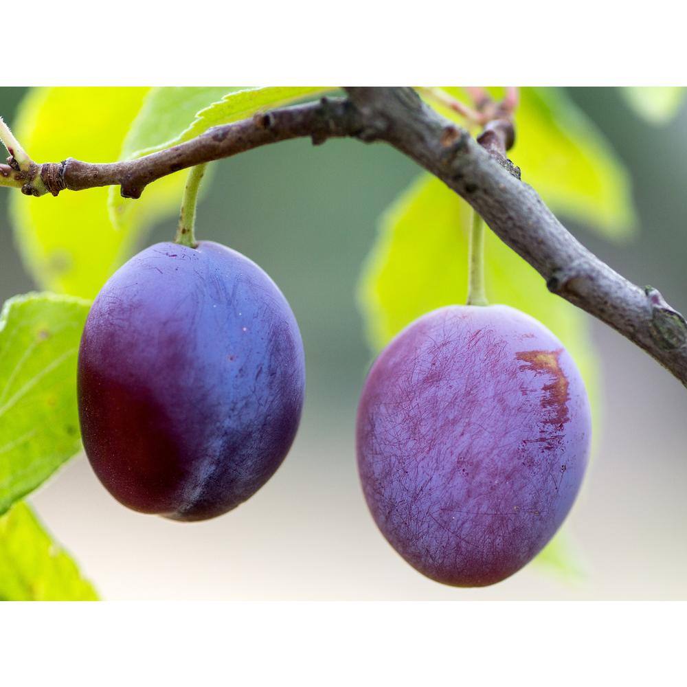 Online Orchards 3 ft. Italian Semi Dwarf Plum Tree with Excellent Fresh Eating Purple Fruit FTPL201