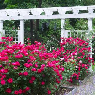 KNOCK OUT 1 Gal. Red Double Knock Out Rose Bush with Red Flowers 13156