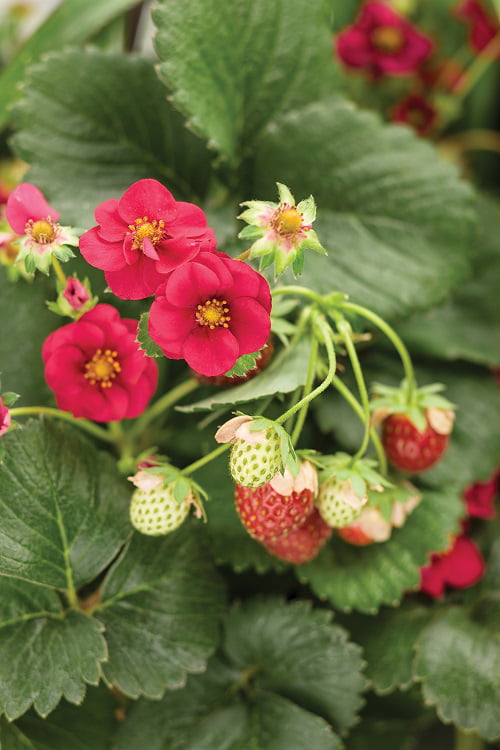 4-Pack， 4.25 in. Eco+Grande， Berried Treasure Red Strawberry (Fragaria) Live Plant， Red Flowers and Red Strawberries