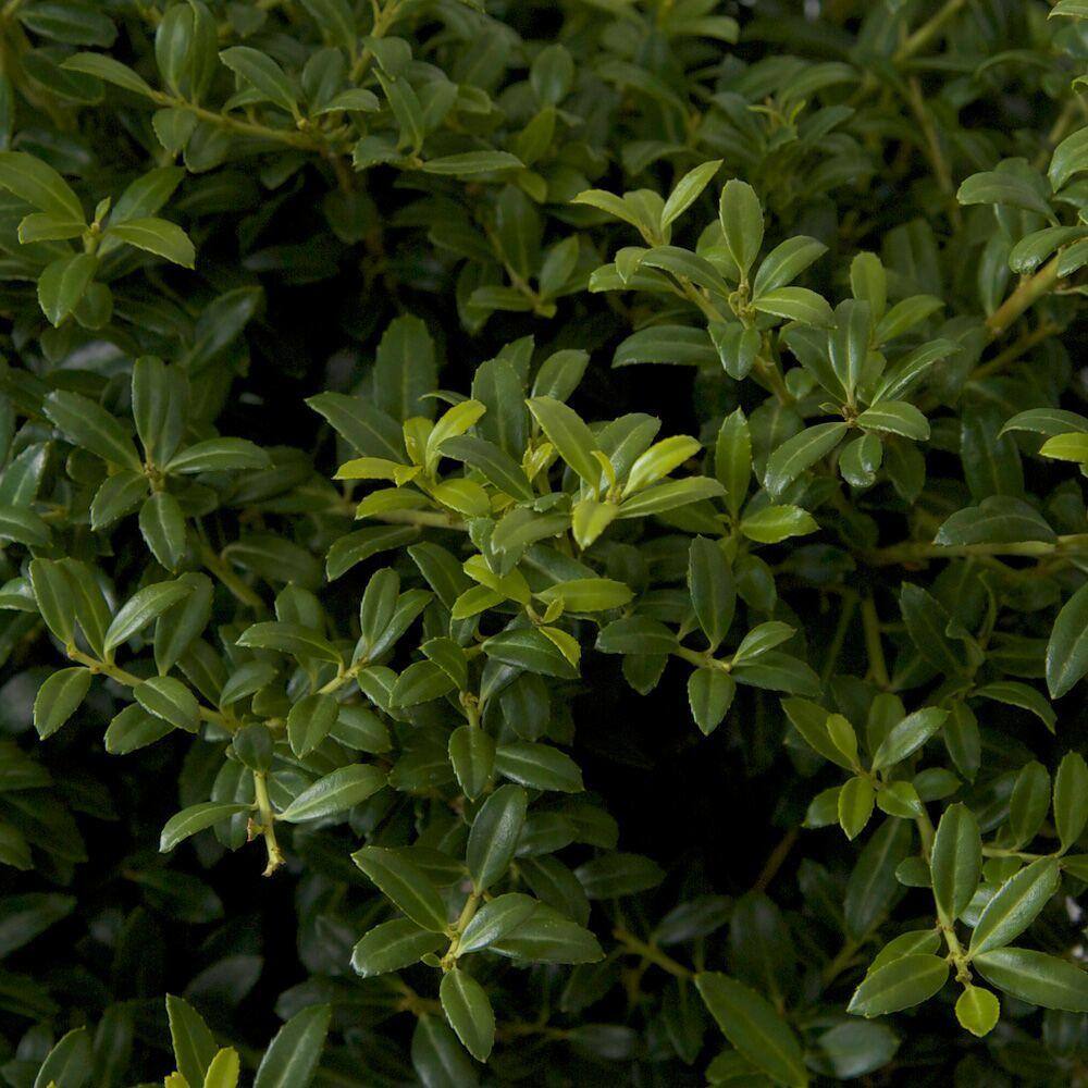 FLOWERWOOD 2.5 Gal. Ilex Crenata Japanese Holly Soft Touch Shrub 31183