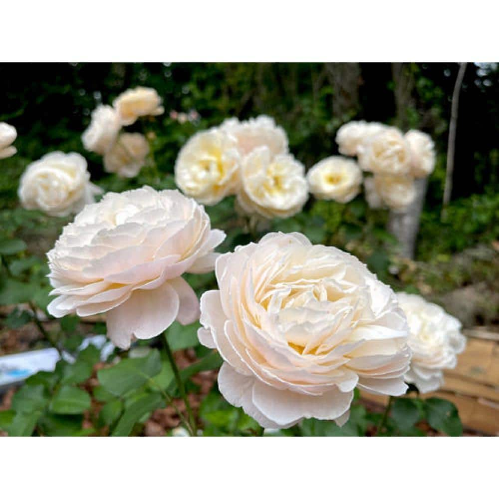 BELL NURSERY 3 Gal. Moonlight in Paris Rose with Cream Flowers ROSA3MIP1PK