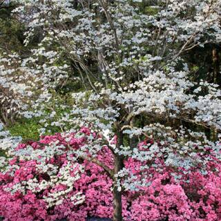 7 Gal. Super Princess Dogwood Flowering Deciduous Tree with White Flowers DOGSUP07G