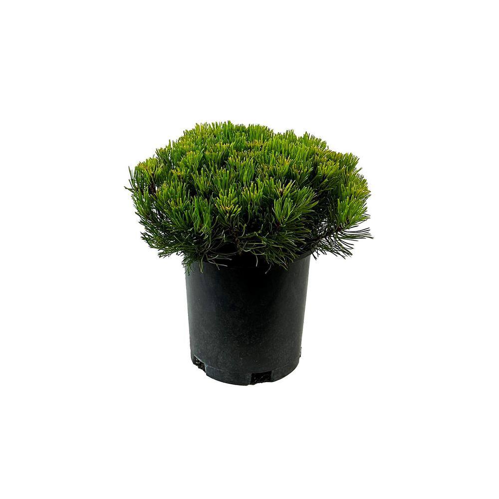 2.5 Qt. Dwarf Mugo Pine Live Shrub with Dark Green Needled Foliage O605001