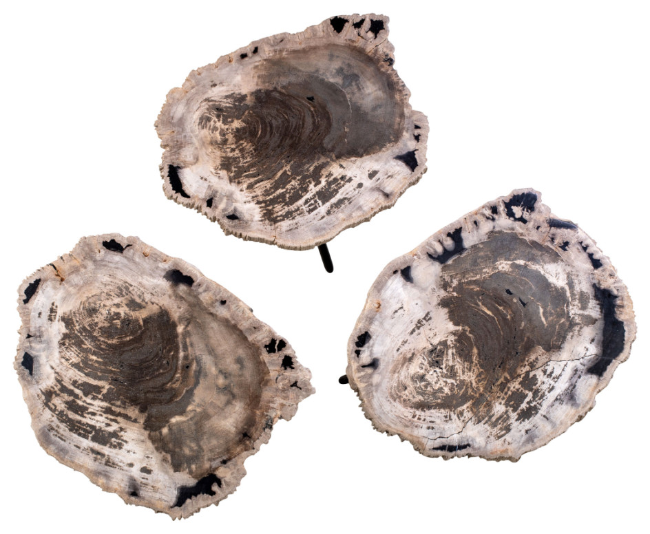 Petrified Wood Coffee Table Set  3 Piece Set  Versmissen   Contemporary   Coffee Table Sets   by Oroa   Distinctive Furniture  Houzz