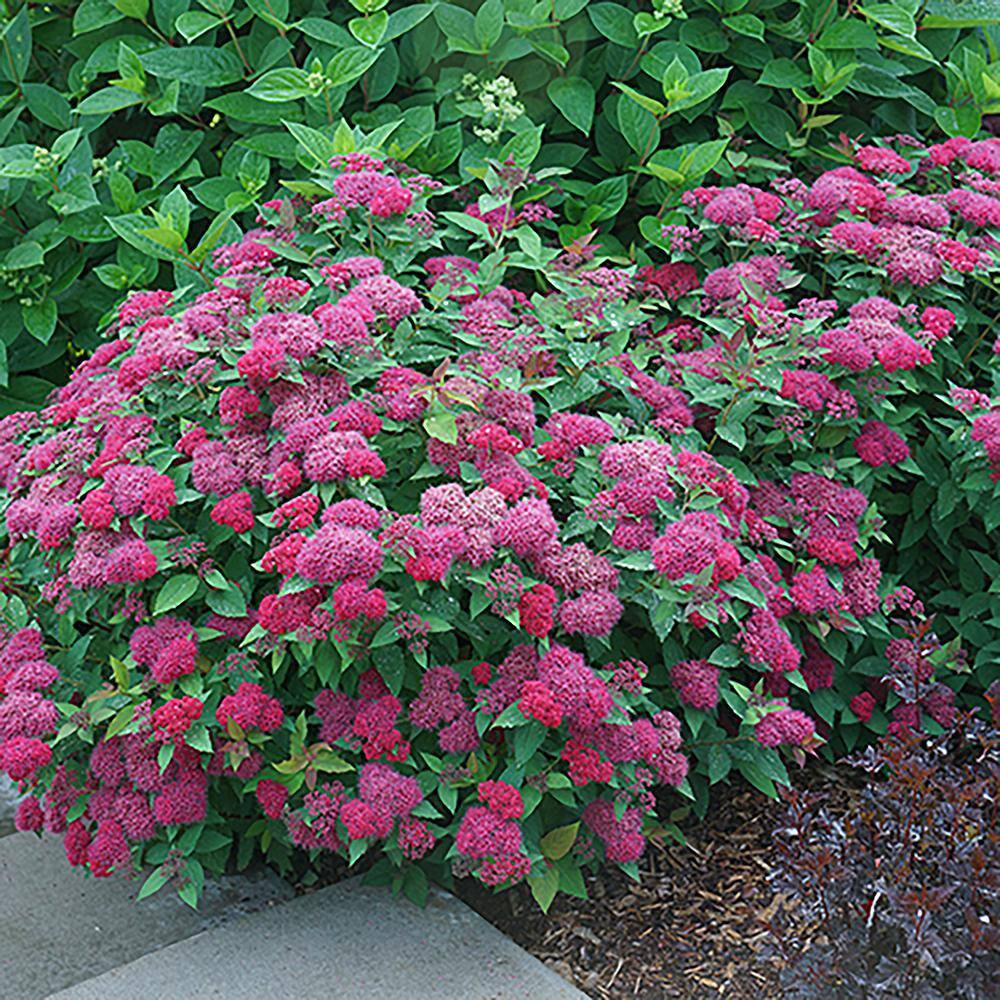 PROVEN WINNERS 2 Gal. Double Play Doozie Spirea with Red to Purple Flowers 14737