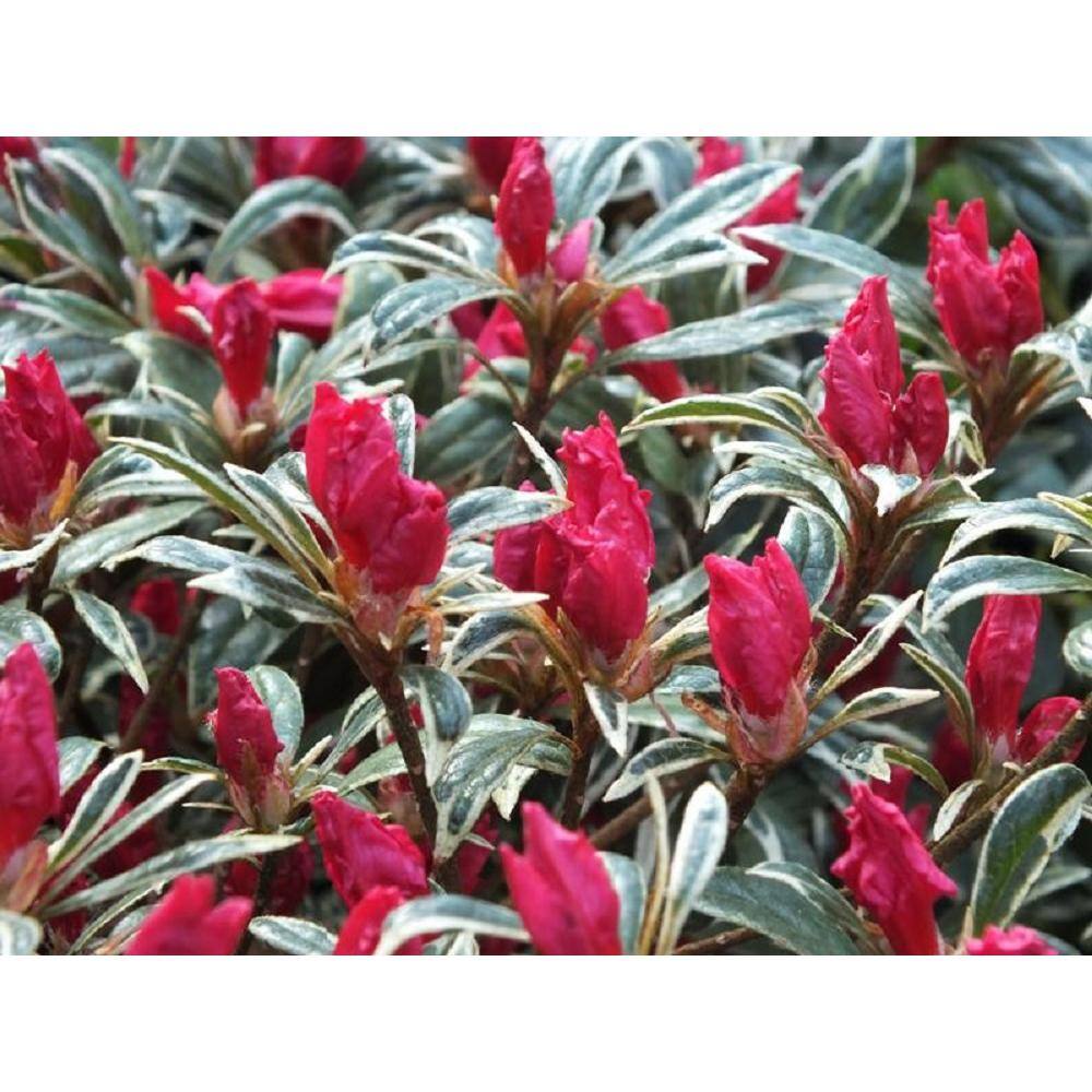 BELL NURSERY 1 Gal. Silver Sword Azalea Live Evergreen Shrub Pink Flowers (3-Pack) AZLEA2SIL3PK