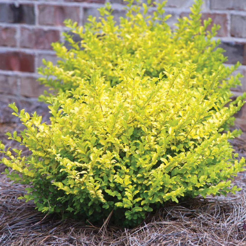 Online Orchards 1 Gal. Golden Privet Shrub SBLG001