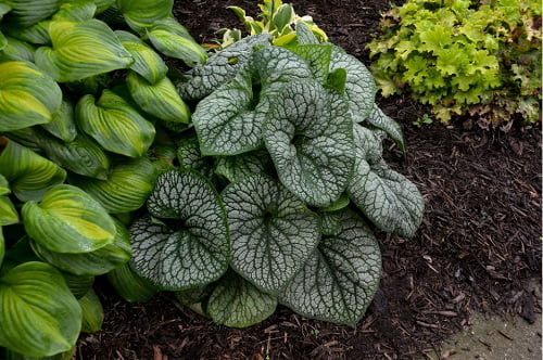 1 Gallon， 'Jack of Diamonds' (Brunnera) Live Plant， Blue Flowers， and Silver Foliage