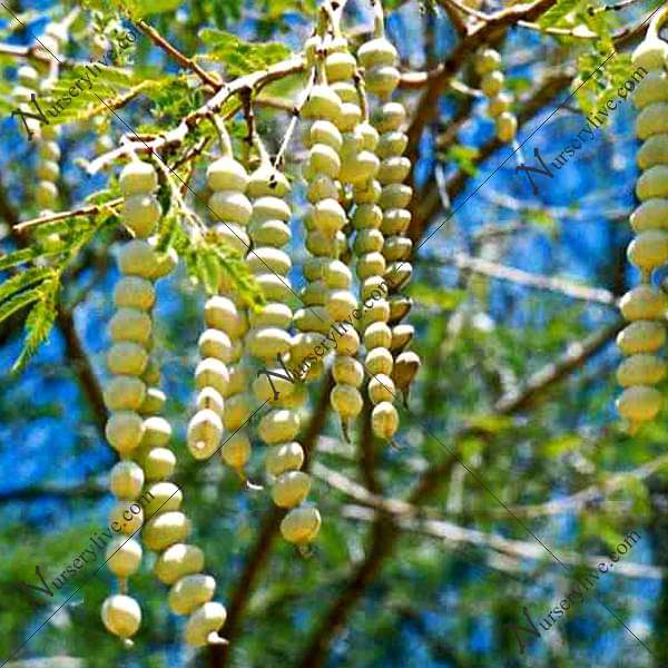 Acacia Arabica, Desi Babul - 0.5 kg Seeds