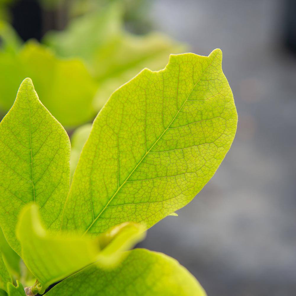 Perfect Plants 1 Gal. Jane Japanese Magnolia Tree in Grower's Pot THD00561