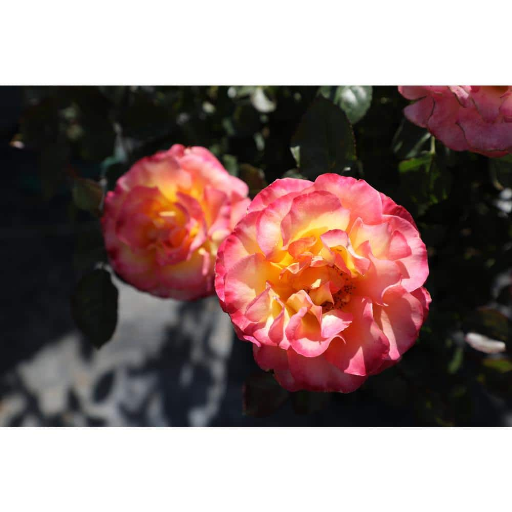 ALTMAN PLANTS 8 Qt. True Bloom True Sincerity Rose with Pink-Yellow Flowers 0872518