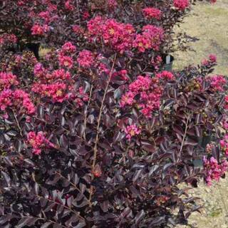 Black Diamond 7 Gal. Pave Pink Crape Myrtle Flowering Deciduous Tree with Pink Flowers CRMBPV07G