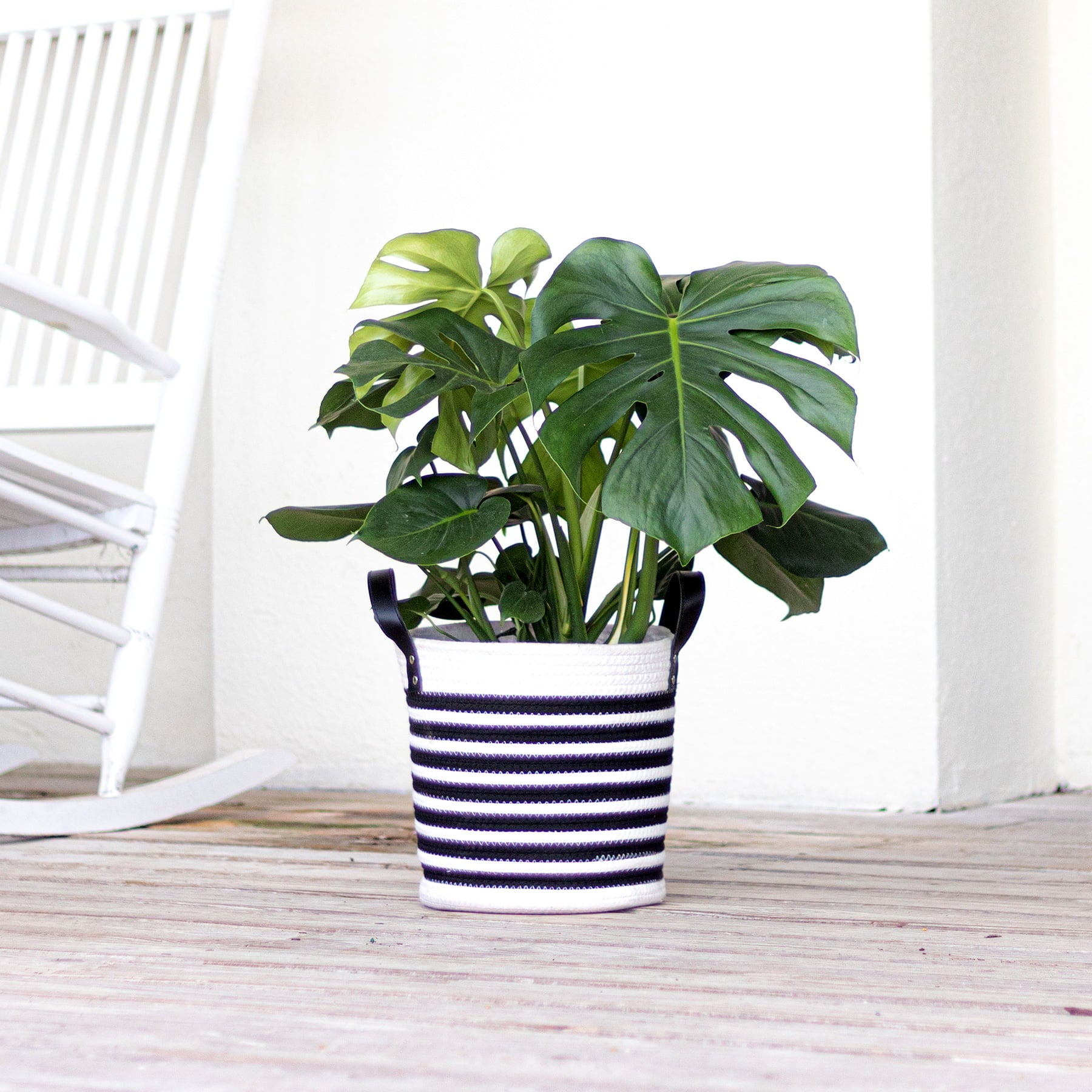 United Nursery Live Indoor 24in. Tall Green Monstera in Medium， Indirect Light Plant in 9.25in. Grower Pot