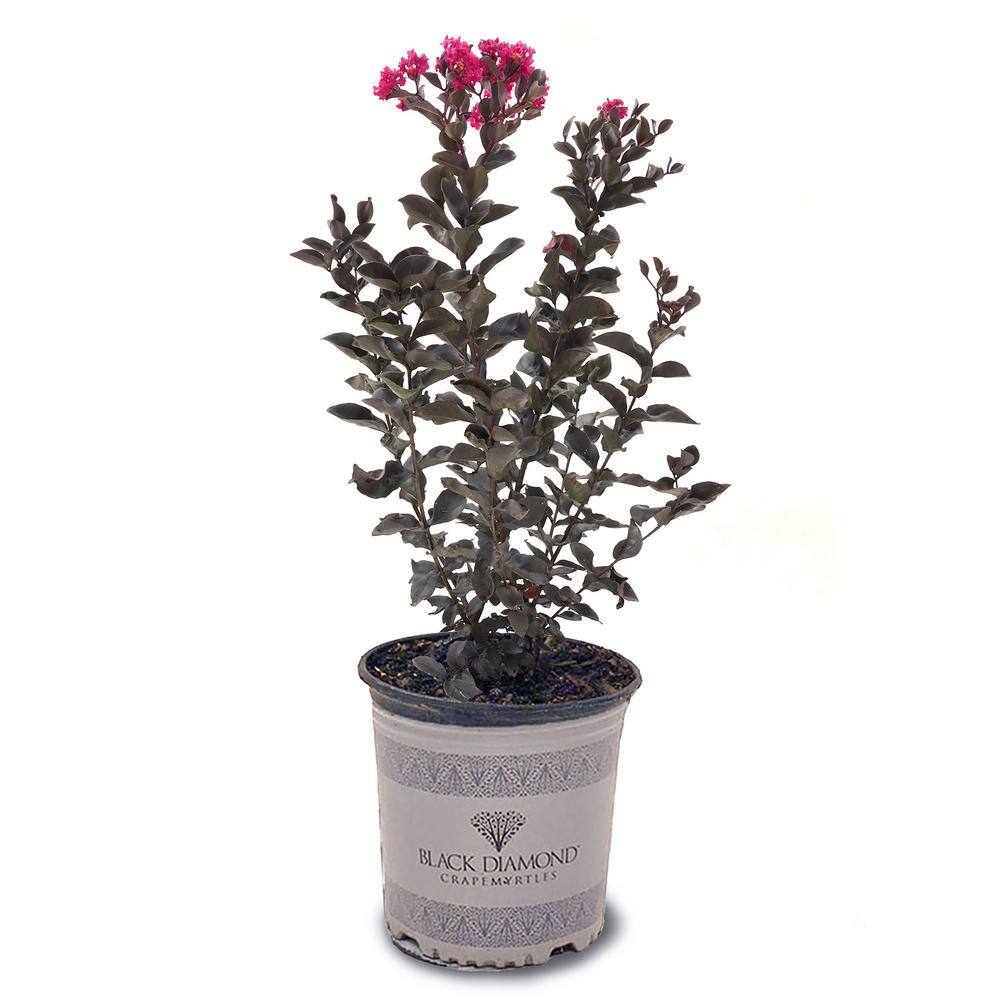 BLACK DIAMOND 3 Gal. Mystic Magenta Crape Myrtle Tree CRMBMM03G
