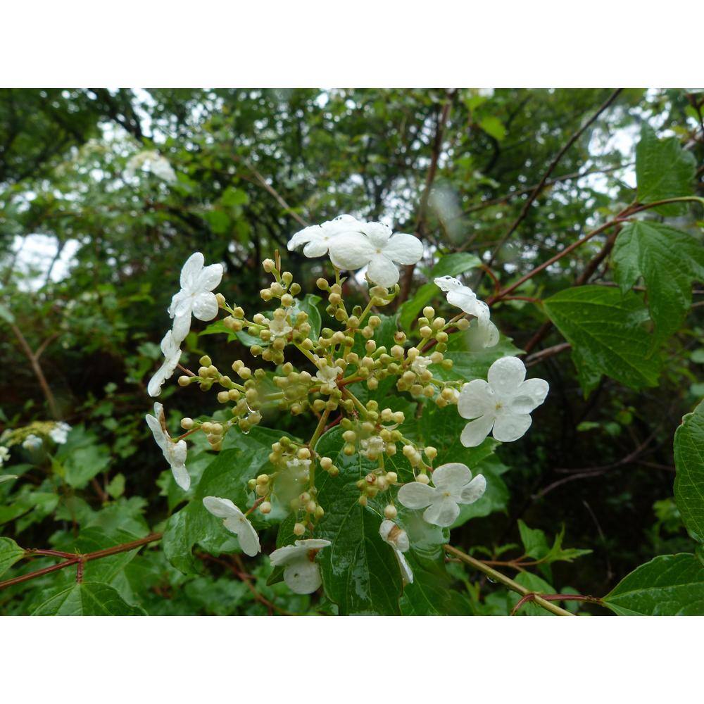 Online Orchards 1 Gal. Summer Snowflake Viburnum Shrub Showy Halos of Pure White Blossoms Throughout Summer SBVB001