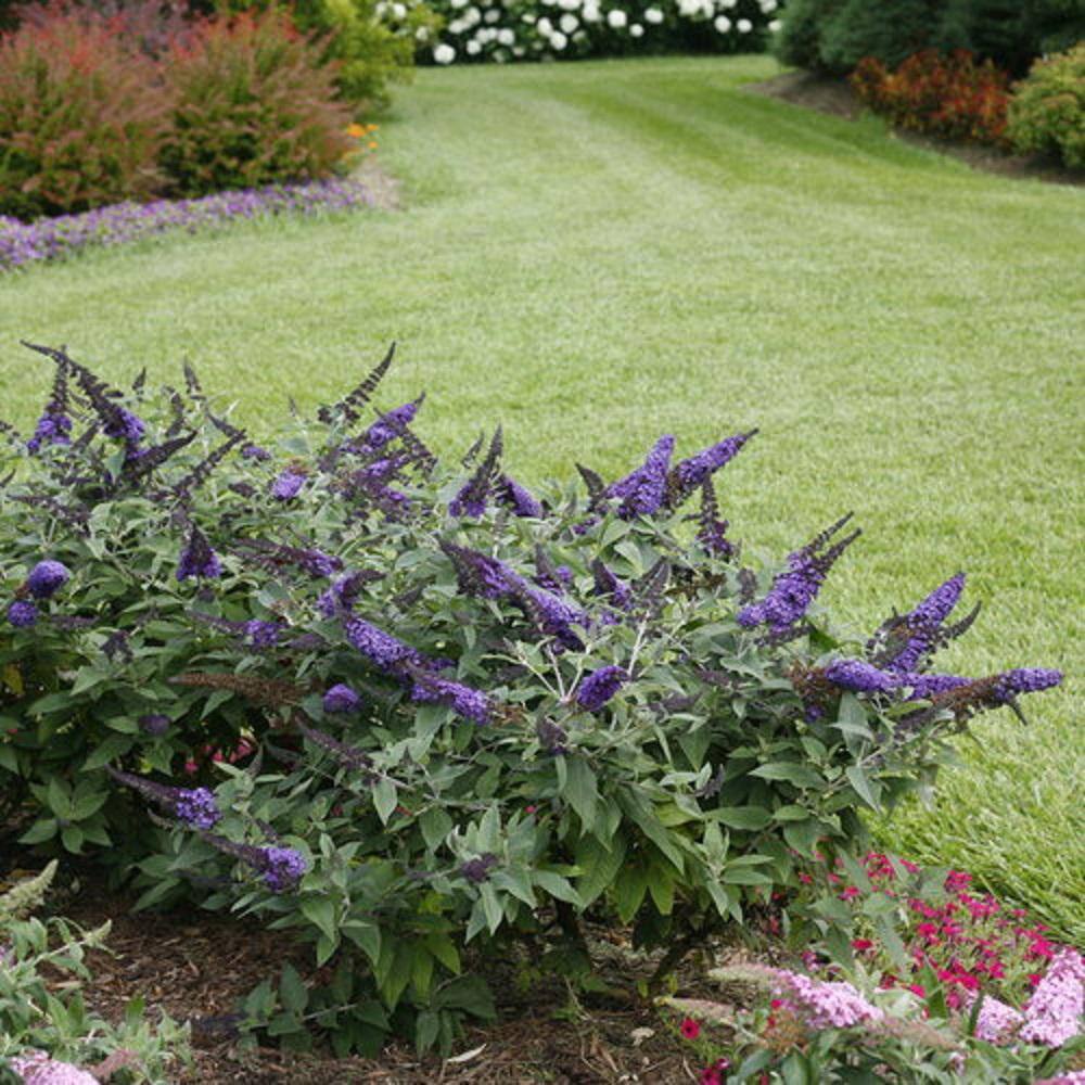 PROVEN WINNERS 3 Gal. Pugster Blue Butterfly Bush (Buddleia) Live Flowering Shrub with True-Blue Flowers PWBUD3PBL1PK