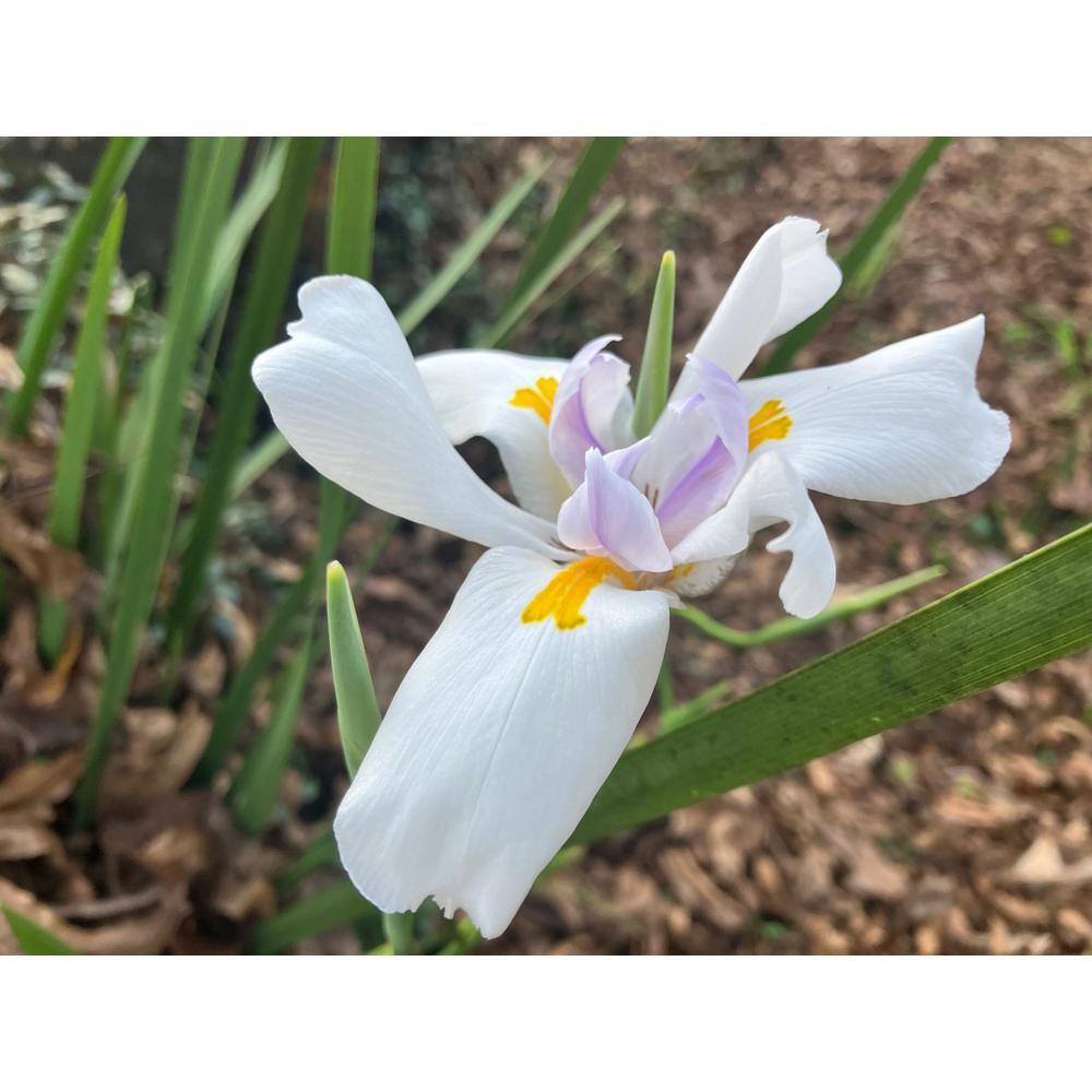 FLOWERWOOD 2.5 Qt. White African Iris With White Blooms Featuring Yellow and Purple Highlights Live Evergreen Plant 1319Q