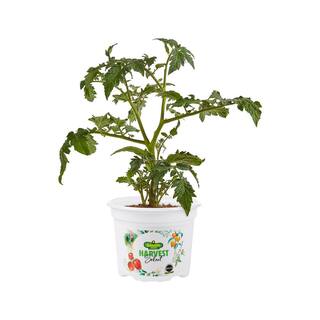 BONNIE PLANTS HARVEST SELECT 25 oz. Genuwine Beefsteak Tomato Plant 715339321701