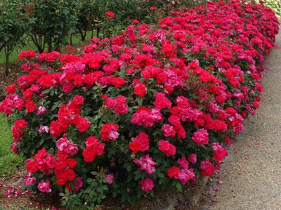 Double Knock Out® Rose - The Most Popular Repeating Rose Bush - Cannot Ship to AZ