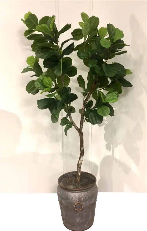 8 Foot Fiddle Leaf Fig Tree Arrangement