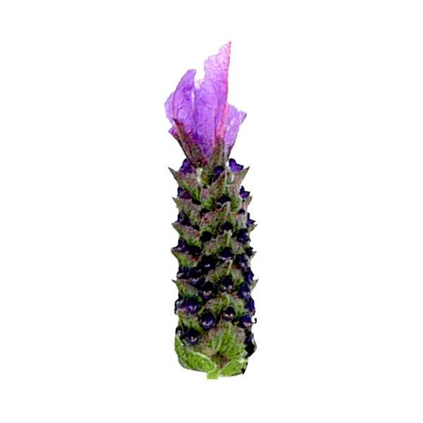 2.5 qt. Perennial Lavender stoechas Spanish Purple (4-Pack) 2206