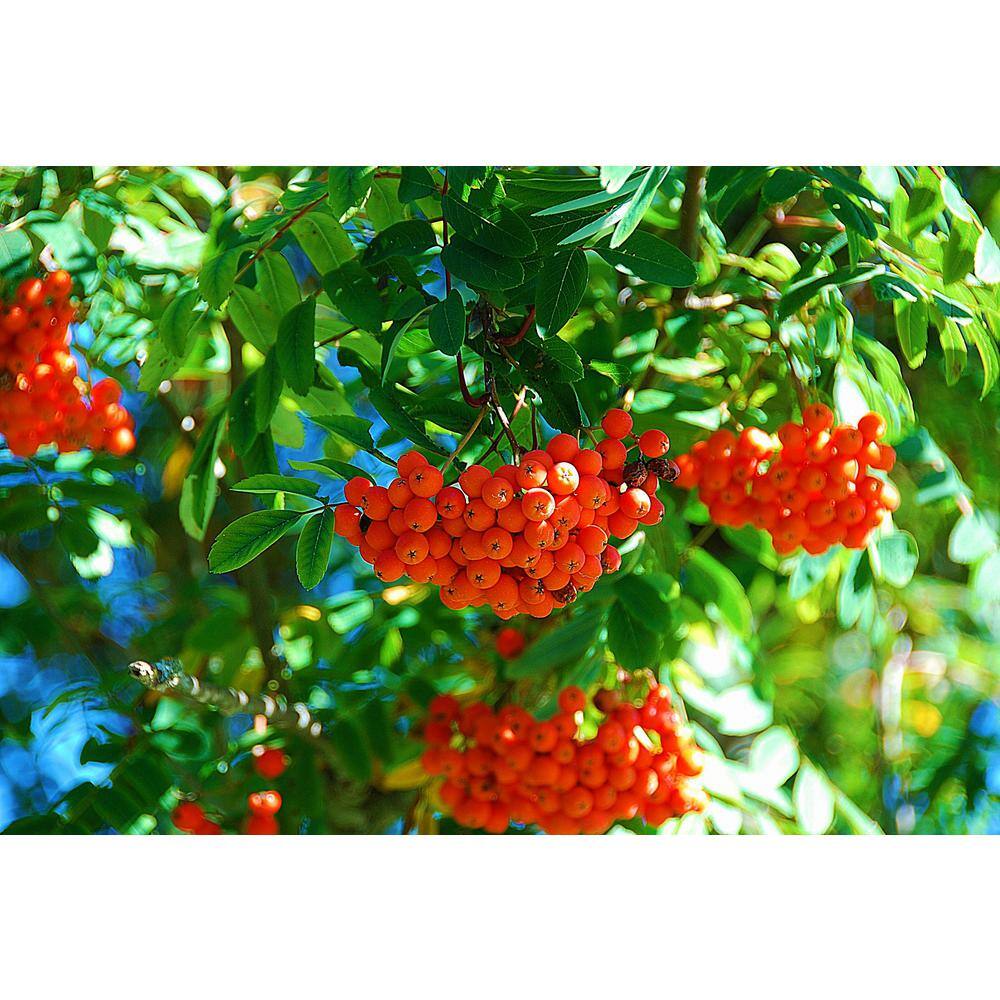 Online Orchards Rowan Mountain Ash Tree (Bare Root 3 ft. to 4 ft. Tall) SHMA001
