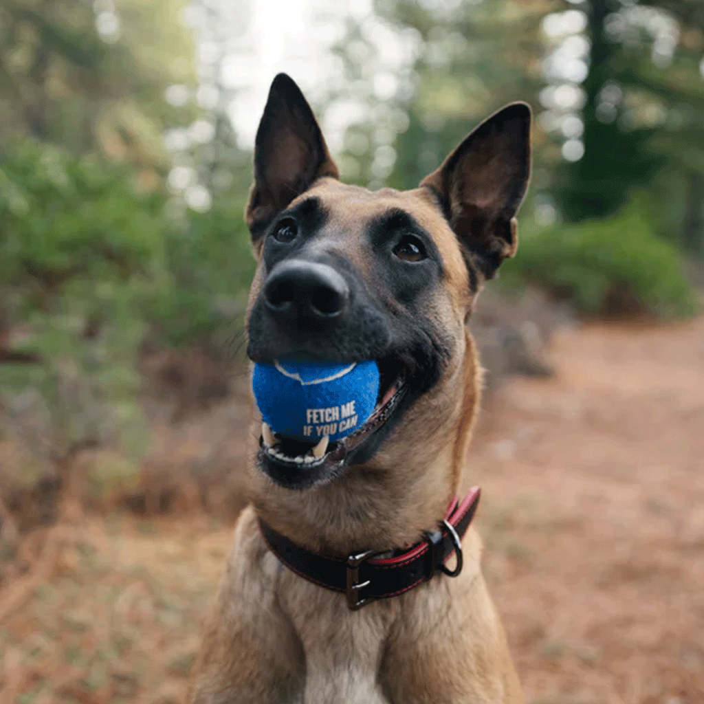 P.L.A.Y. Tennis Ball Set Dog Toys