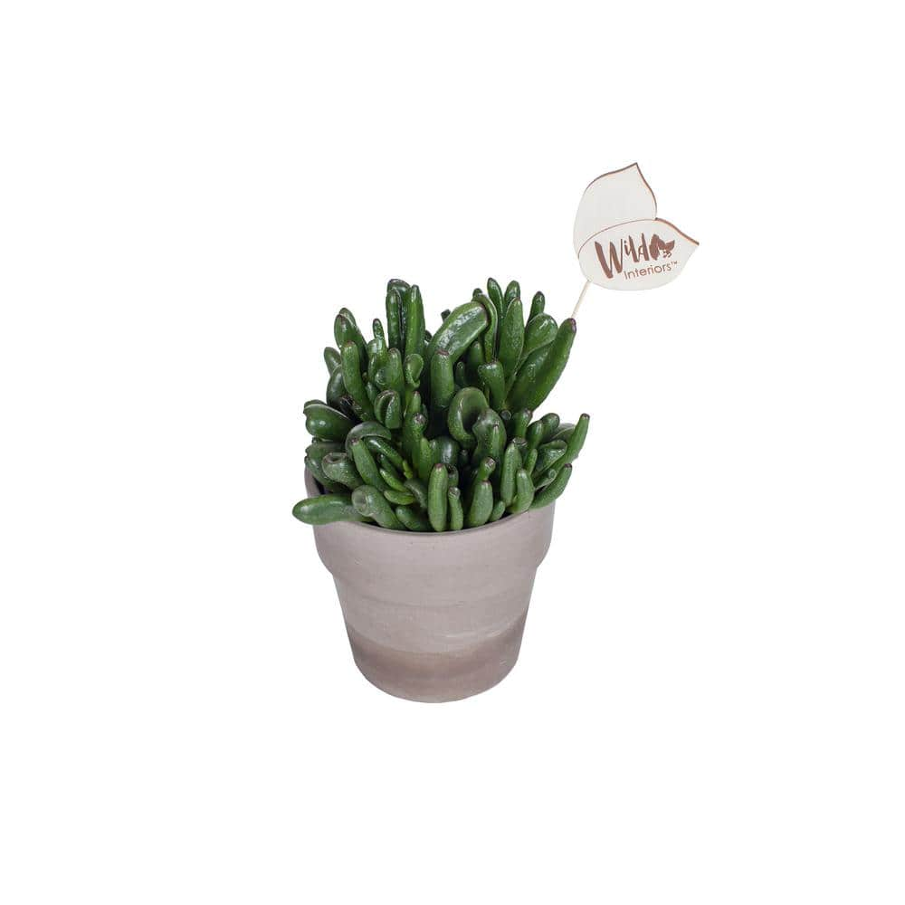 Wild Interiors 5 in. Crassula Succulent in a Terra Cotta Pot 407072