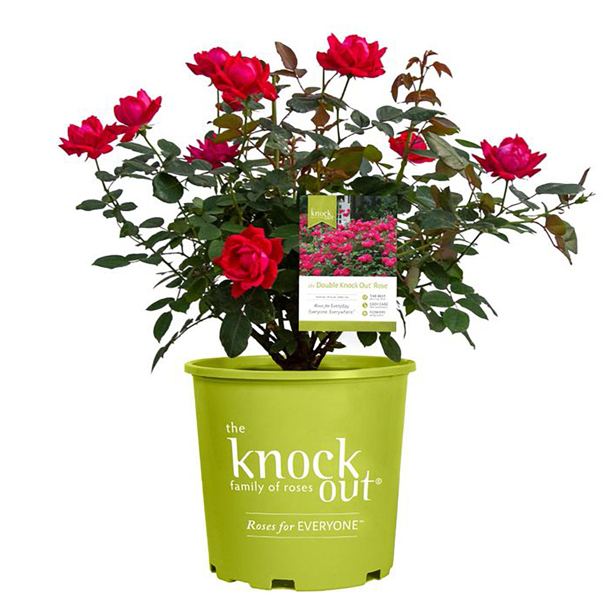 The Red Double Knock Out® Rose Live Shrubs with Vibrant Red Blooms (2 Gallon)