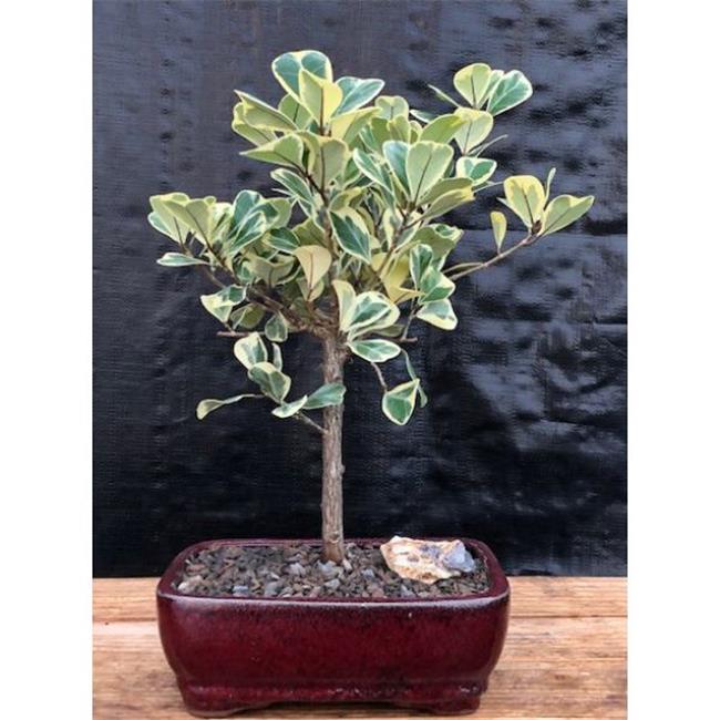 Bonsai Boy b2056 Ficus Triangularis Variegata Tree