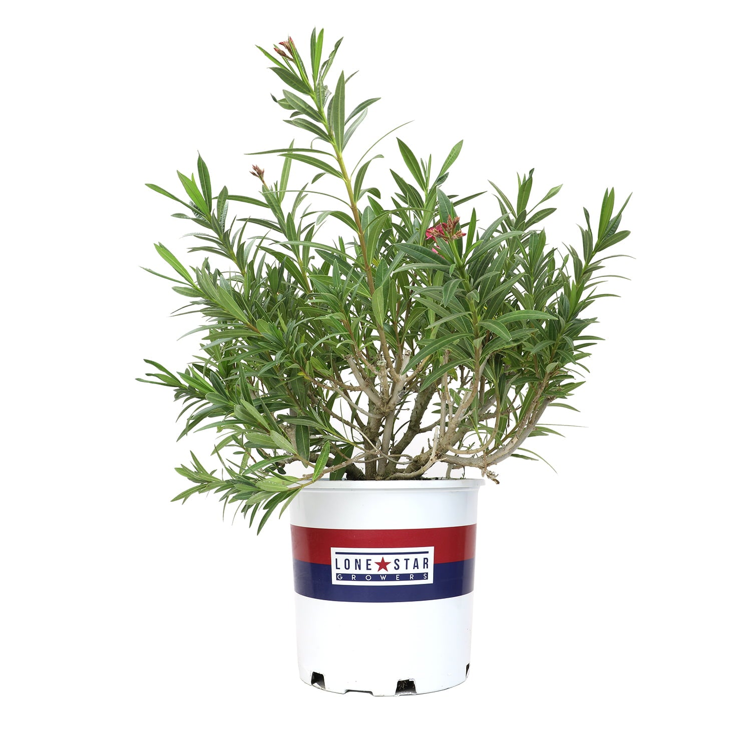 Lone Star Growers by Altman Plants 2 Gal Nerium Flirt Dark Pink Oleander