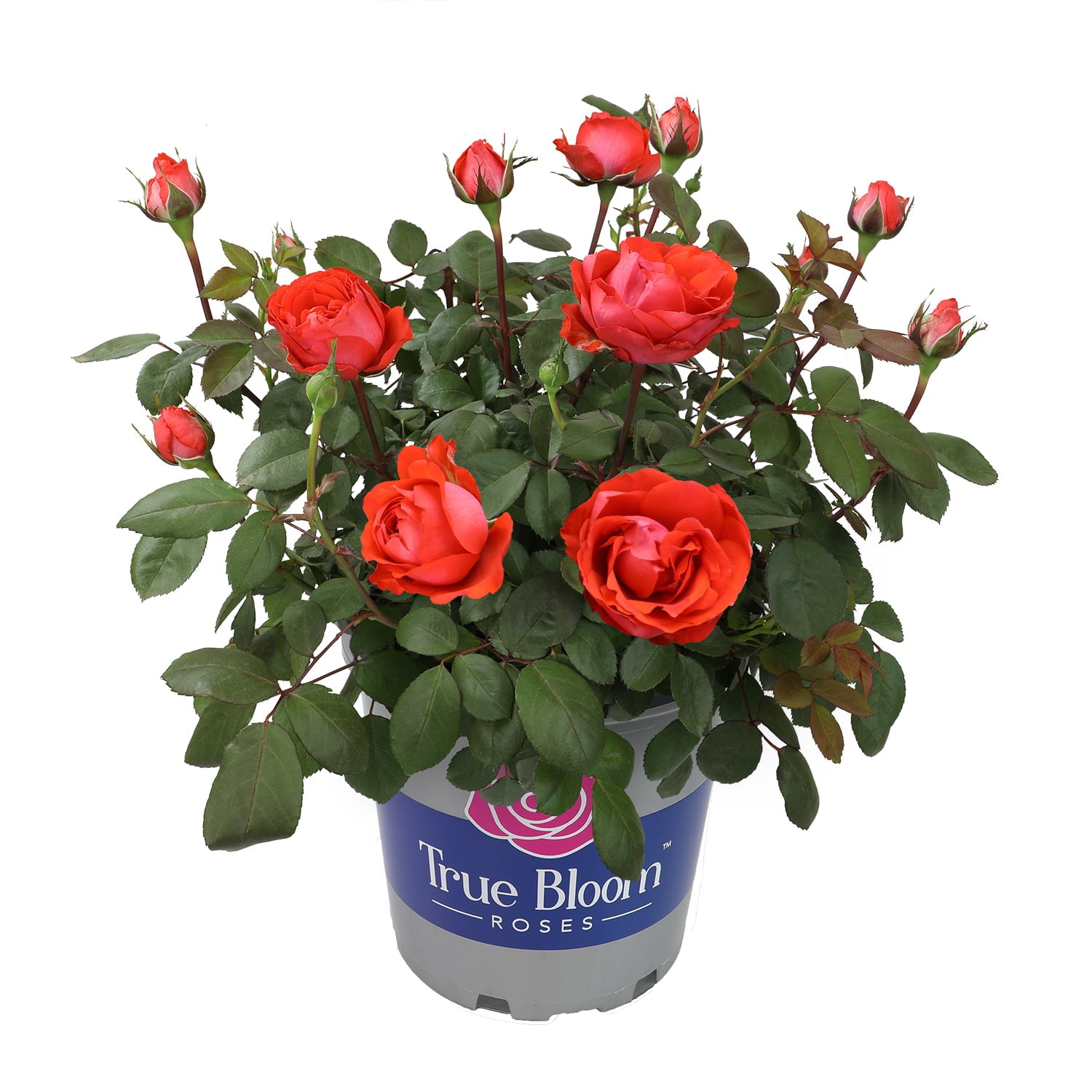 True Bloom by Altman Plants 8QT True Passion Rose Live Plant