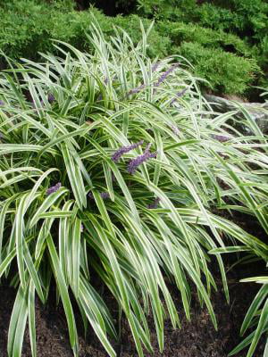 Classy Groundcovers - Lily Turf 'Variegated' Lilyturf， Border Grass， Monkey Grass {54 Pots - 2 1/2 inch Square}