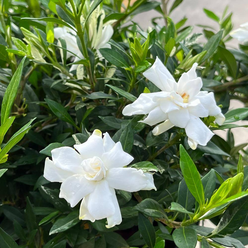 Alder  Oak 3 Gal. Everblooming Gardenia Evergreen Patio Tree GAVP03
