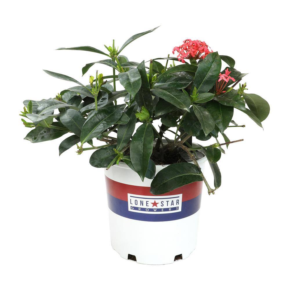 ALTMAN PLANTS Lone Star Growers 8 qt. Jungle Geranium shrub (Ixora Nora Grant) Pink blooms 0872606